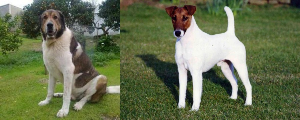 Fox Terrier (Smooth) vs Cao de Gado Transmontano - Breed Comparison