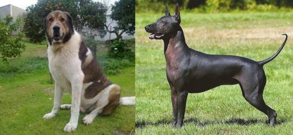 Hairless Khala vs Cao de Gado Transmontano - Breed Comparison