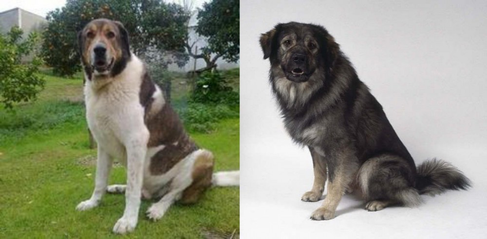 Istrian Sheepdog vs Cao de Gado Transmontano - Breed Comparison