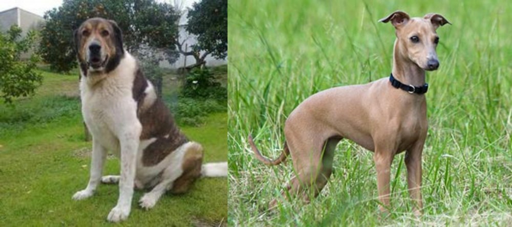 Italian Greyhound vs Cao de Gado Transmontano - Breed Comparison