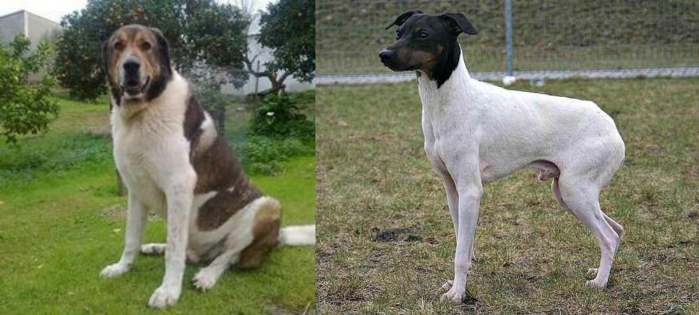 Japanese Terrier vs Cao de Gado Transmontano - Breed Comparison