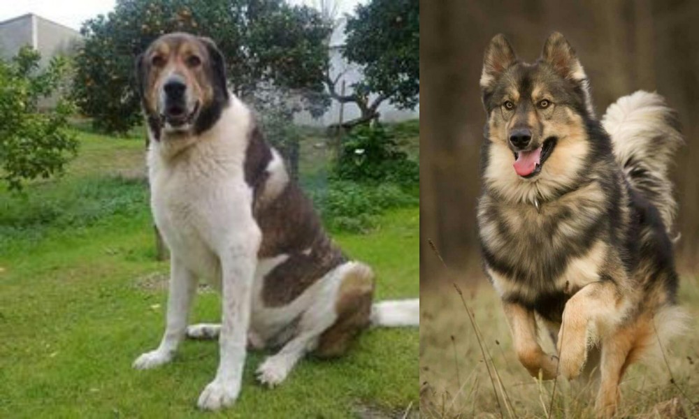 Native American Indian Dog vs Cao de Gado Transmontano - Breed Comparison