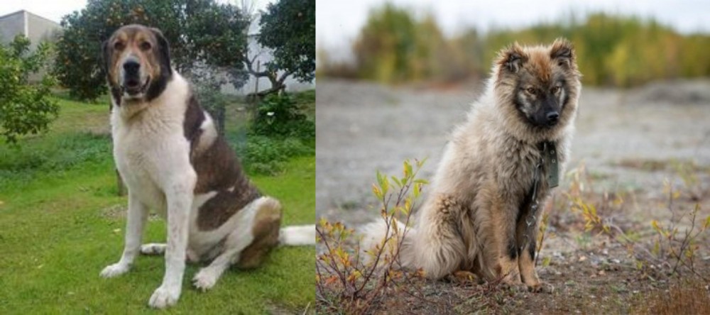 Nenets Herding Laika vs Cao de Gado Transmontano - Breed Comparison