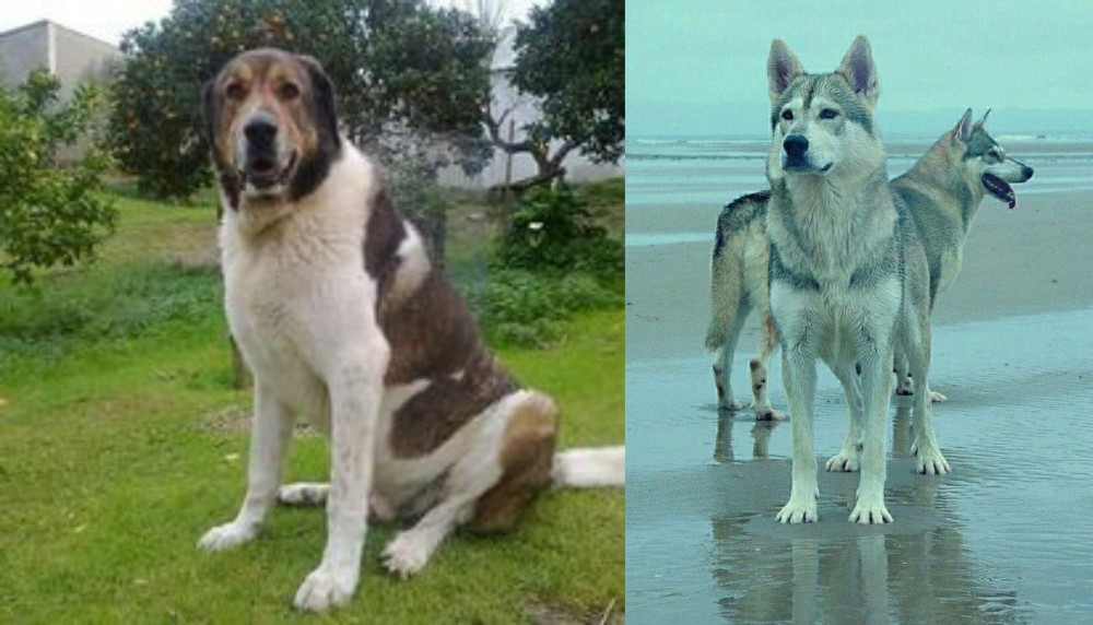 Northern Inuit Dog vs Cao de Gado Transmontano - Breed Comparison