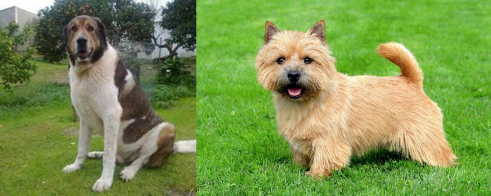 Norwich Terrier vs Cao de Gado Transmontano - Breed Comparison