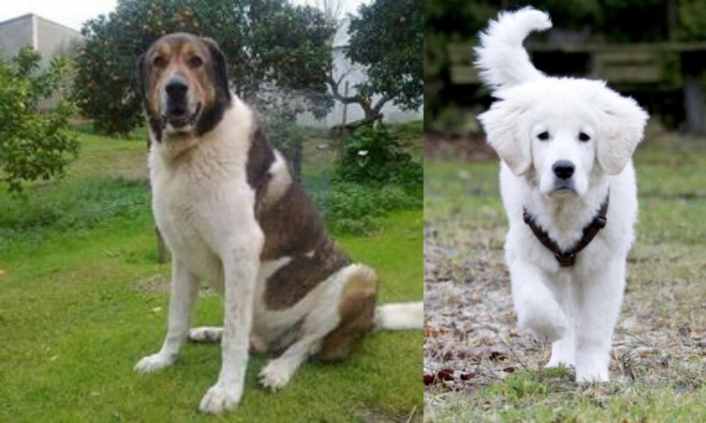 Polish Tatra Sheepdog vs Cao de Gado Transmontano - Breed Comparison