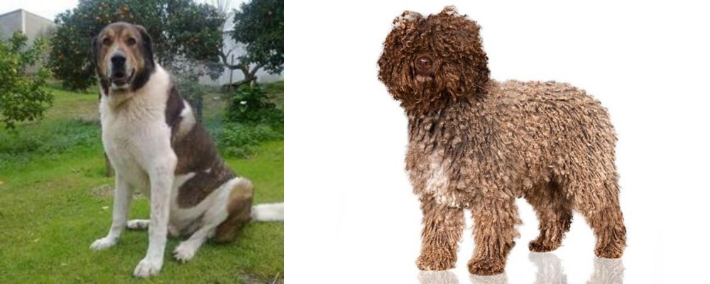 Spanish Water Dog vs Cao de Gado Transmontano - Breed Comparison