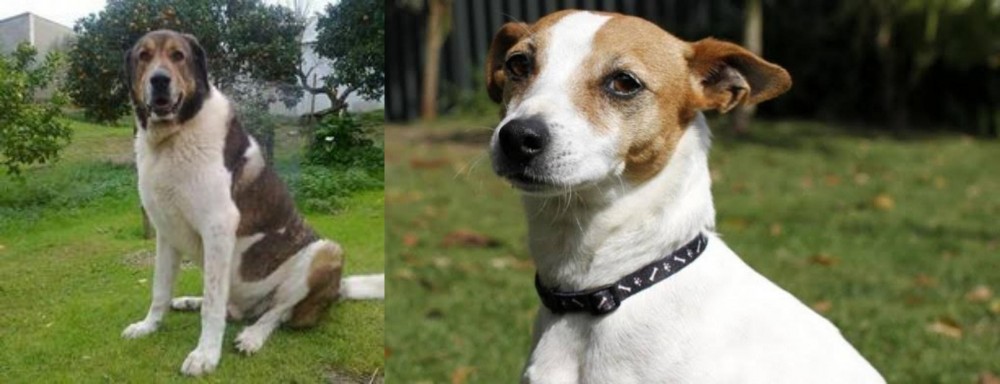Tenterfield Terrier vs Cao de Gado Transmontano - Breed Comparison