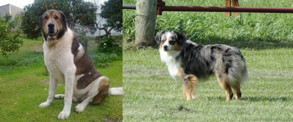 Toy Australian Shepherd vs Cao de Gado Transmontano - Breed Comparison