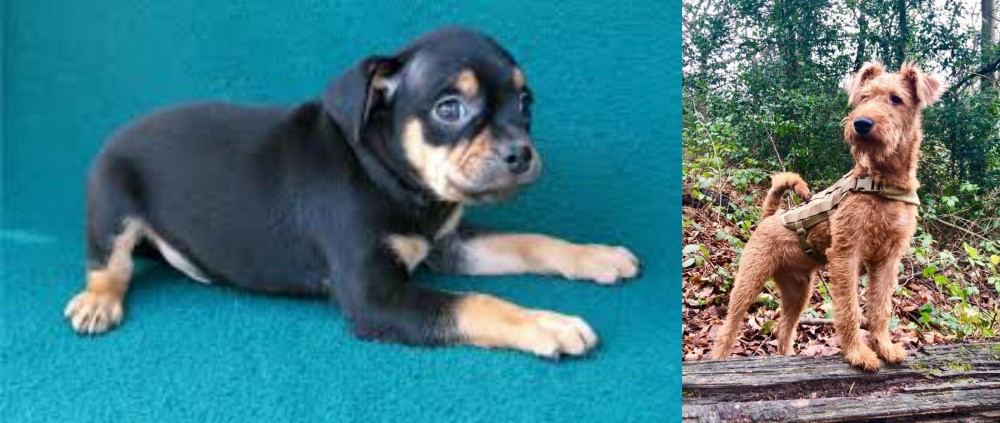 Irish Terrier vs Carlin Pinscher - Breed Comparison