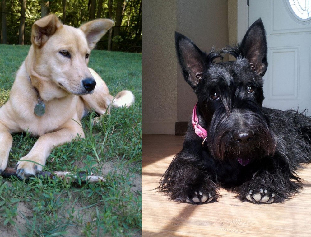 Scottish Terrier vs Carolina Dog - Breed Comparison