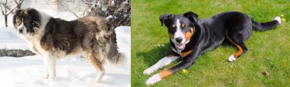 Appenzell Mountain Dog vs Caucasian Shepherd - Breed Comparison