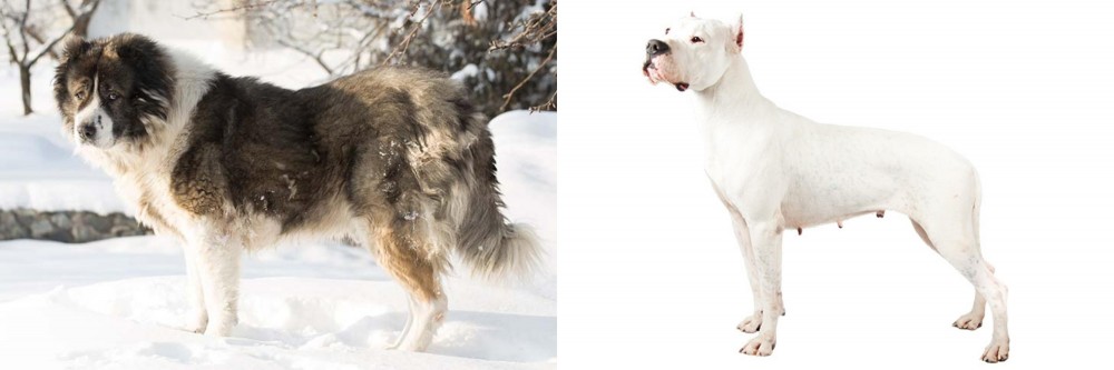 Argentine Dogo vs Caucasian Shepherd - Breed Comparison