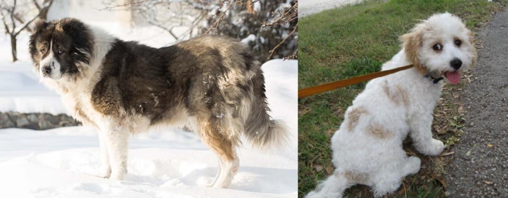 Cavachon vs Caucasian Shepherd - Breed Comparison