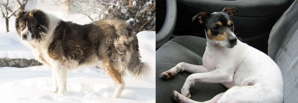 Chilean Fox Terrier vs Caucasian Shepherd - Breed Comparison