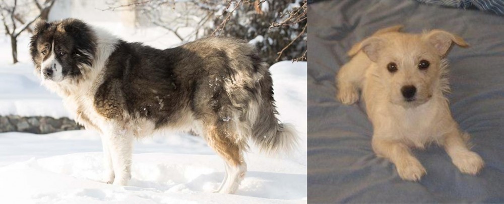 Chipoo vs Caucasian Shepherd - Breed Comparison