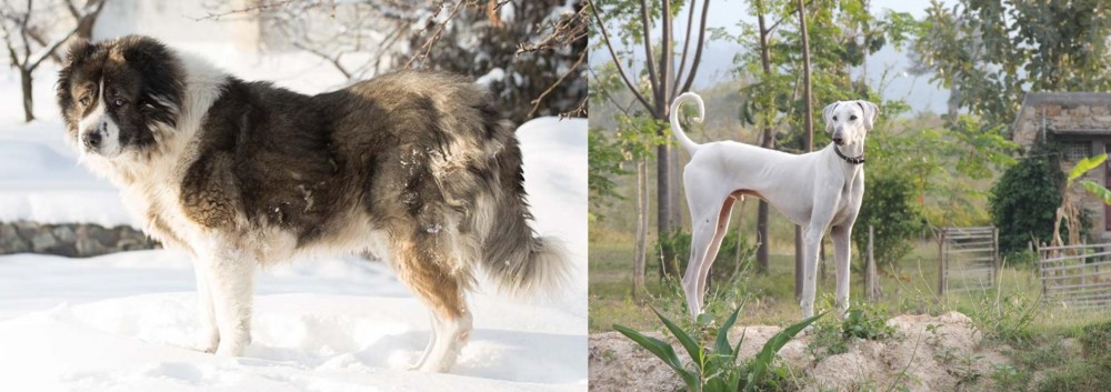 Chippiparai vs Caucasian Shepherd - Breed Comparison