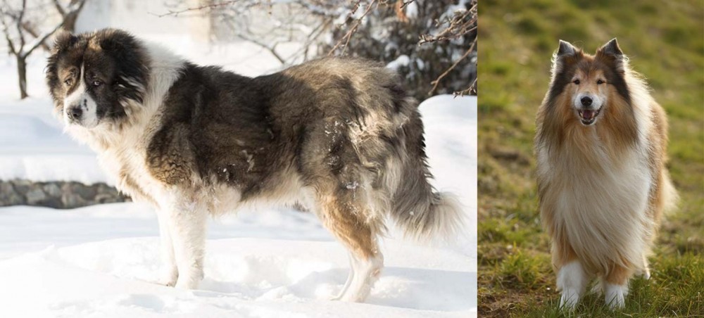 Collie vs Caucasian Shepherd - Breed Comparison