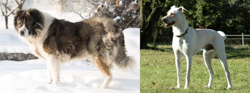 Cretan Hound vs Caucasian Shepherd - Breed Comparison