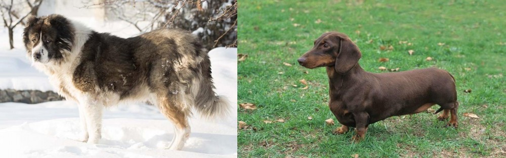 Dachshund vs Caucasian Shepherd - Breed Comparison