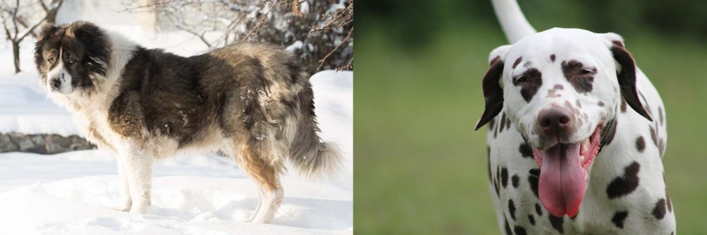 Dalmatian vs Caucasian Shepherd - Breed Comparison
