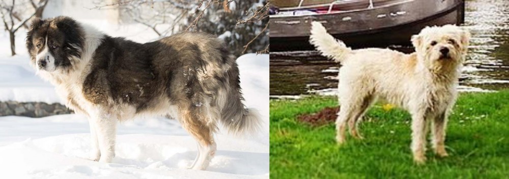 Dutch Smoushond vs Caucasian Shepherd - Breed Comparison