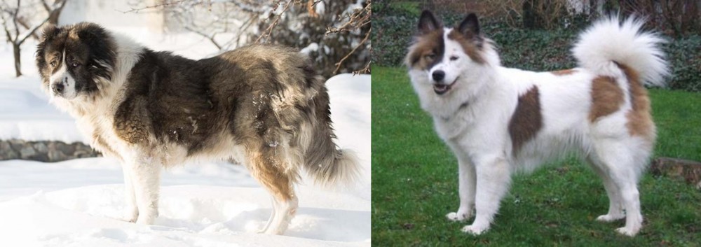 Elo vs Caucasian Shepherd - Breed Comparison