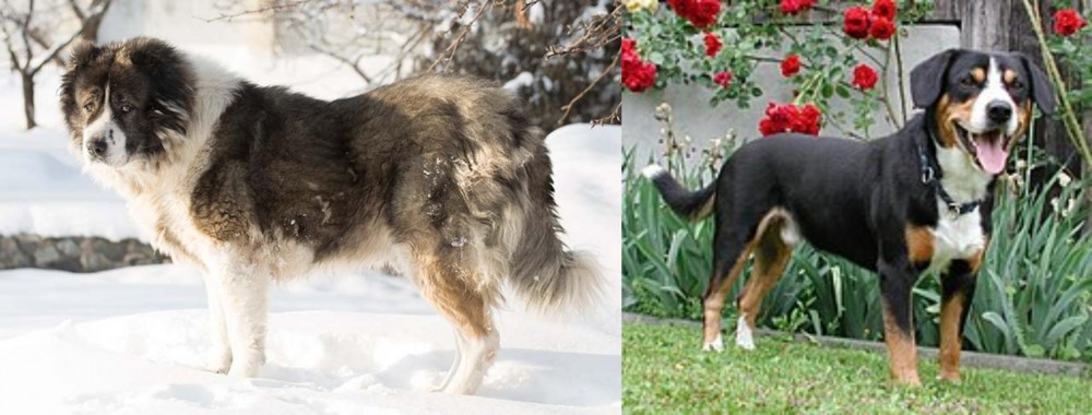 Entlebucher Mountain Dog vs Caucasian Shepherd - Breed Comparison