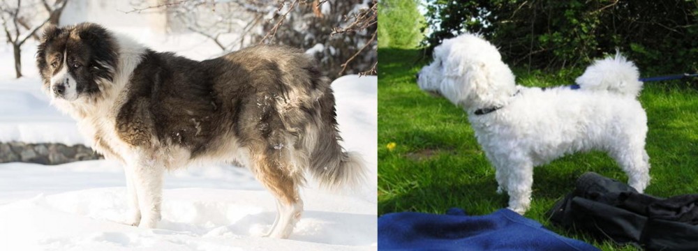 Franzuskaya Bolonka vs Caucasian Shepherd - Breed Comparison