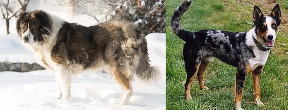 German Coolie vs Caucasian Shepherd - Breed Comparison