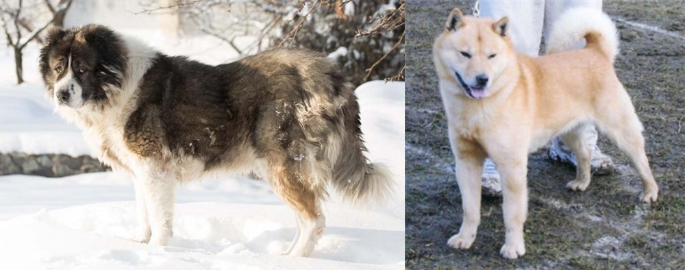 Hokkaido vs Caucasian Shepherd - Breed Comparison