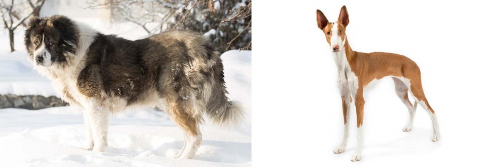 Ibizan Hound vs Caucasian Shepherd - Breed Comparison