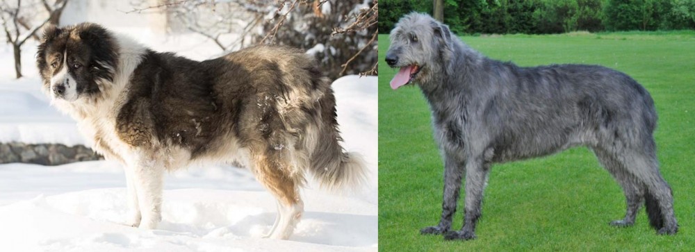 Irish Wolfhound vs Caucasian Shepherd - Breed Comparison