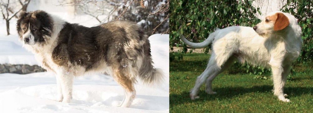 Istarski Ostrodlaki Gonic vs Caucasian Shepherd - Breed Comparison