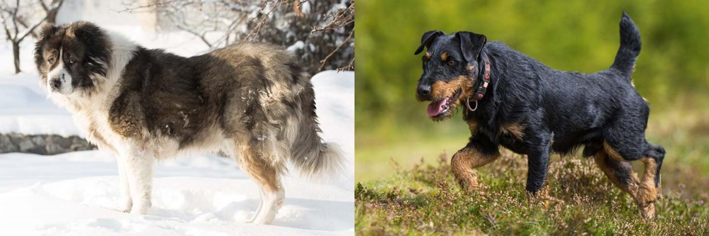 Jagdterrier vs Caucasian Shepherd - Breed Comparison