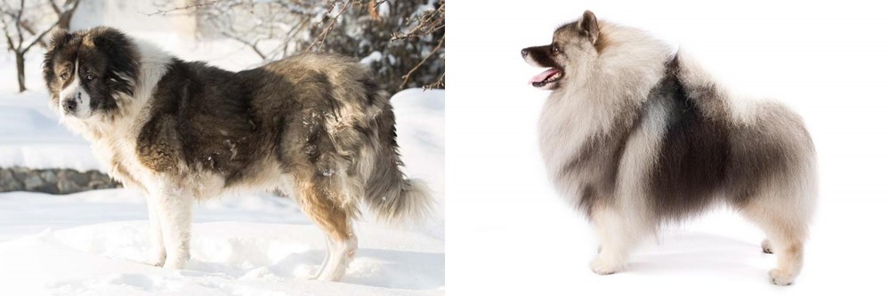 Keeshond vs Caucasian Shepherd - Breed Comparison