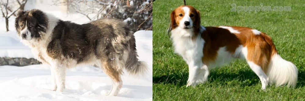 Kooikerhondje vs Caucasian Shepherd - Breed Comparison