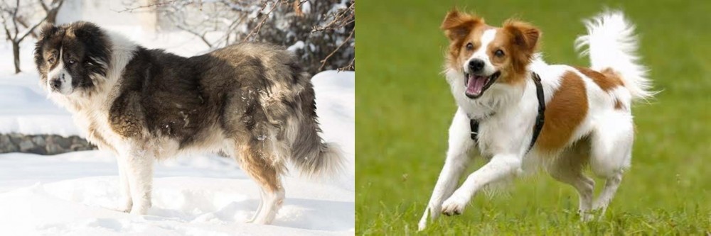 Kromfohrlander vs Caucasian Shepherd - Breed Comparison