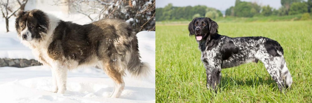 Large Munsterlander vs Caucasian Shepherd - Breed Comparison