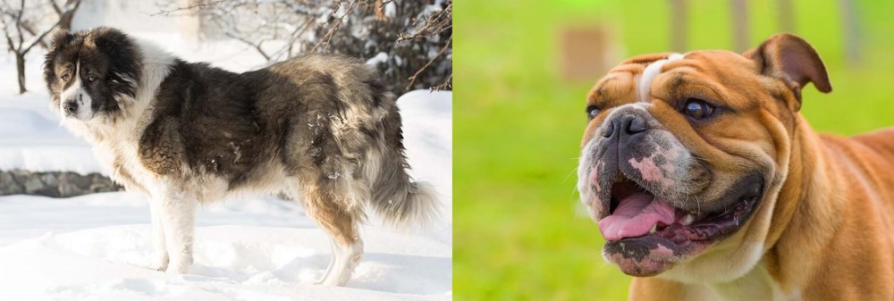 Miniature English Bulldog vs Caucasian Shepherd - Breed Comparison