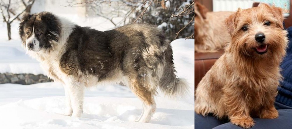 Norfolk Terrier vs Caucasian Shepherd - Breed Comparison