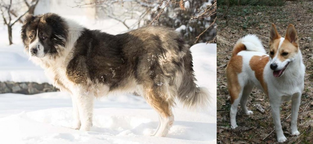 Norrbottenspets vs Caucasian Shepherd - Breed Comparison
