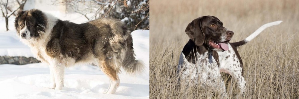 Old Danish Pointer vs Caucasian Shepherd - Breed Comparison