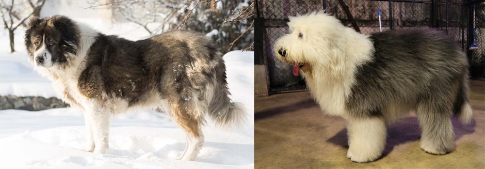 Old English Sheepdog vs Caucasian Shepherd - Breed Comparison