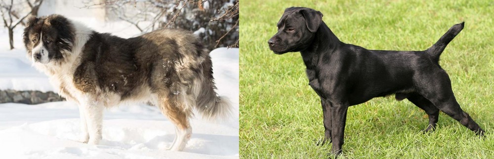 Patterdale Terrier vs Caucasian Shepherd - Breed Comparison
