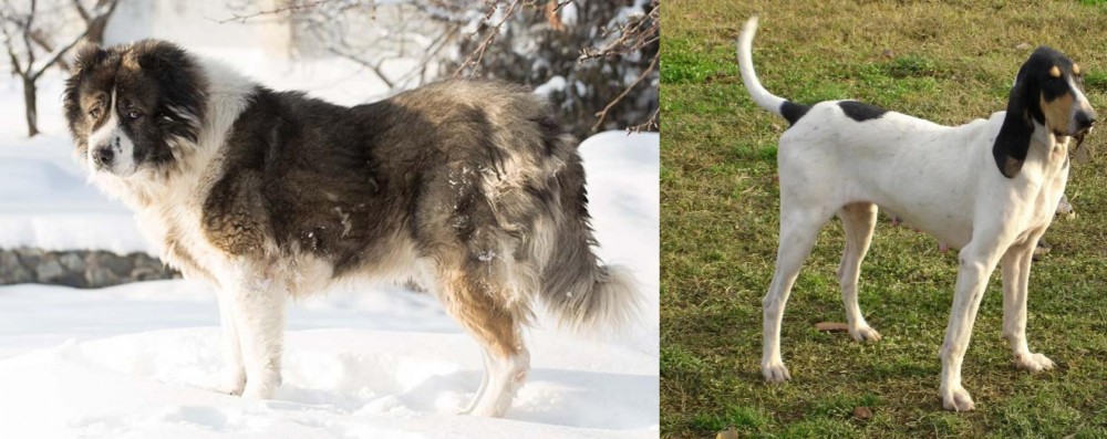 Petit Gascon Saintongeois vs Caucasian Shepherd - Breed Comparison