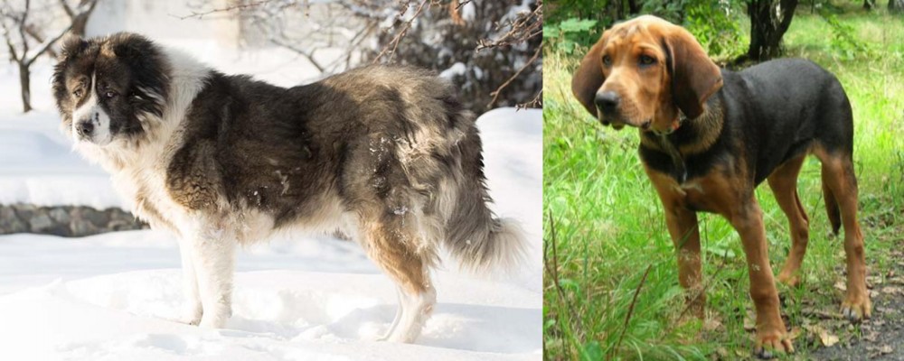 Polish Hound vs Caucasian Shepherd - Breed Comparison