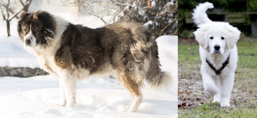 Polish Tatra Sheepdog vs Caucasian Shepherd - Breed Comparison