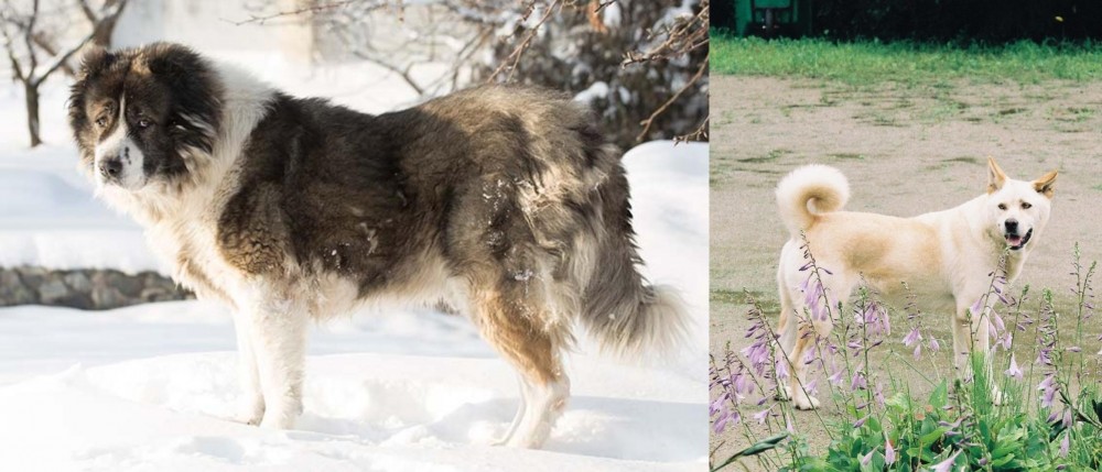 Pungsan Dog vs Caucasian Shepherd - Breed Comparison