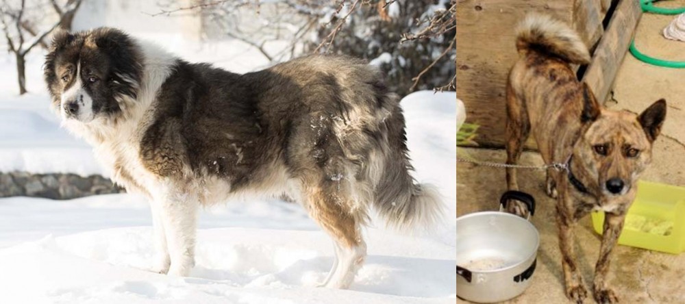 Ryukyu Inu vs Caucasian Shepherd - Breed Comparison
